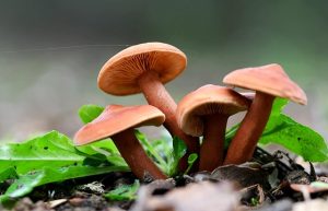 Is Applied Biology Marketable in Kenya