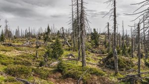 Is Environmental Science Marketable in Kenya