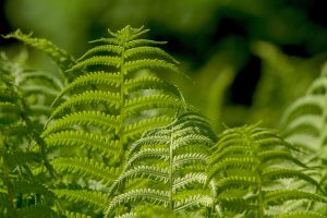 Is Landscaping Marketable in Kenya